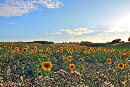 Gewerbeobjekt Hillesheim - 3.000&euro; | Angebot:23740355