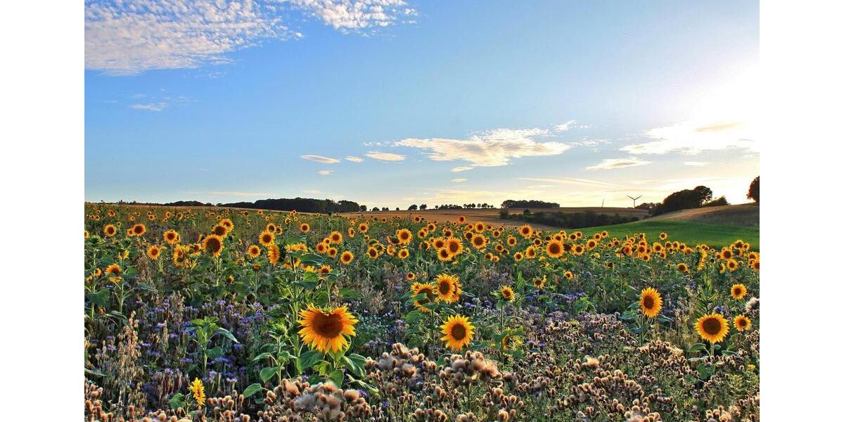 Gewerbeobjekt Hillesheim - 3.000&euro; | Angebot:23740355