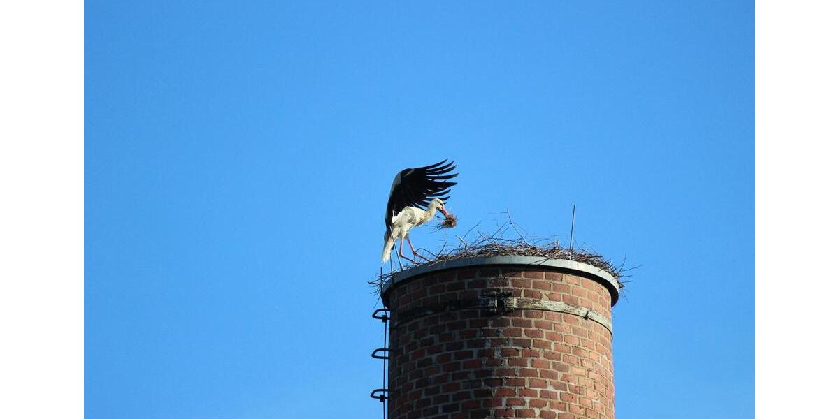 Grünes Leben im Denkmal 2 Raum 2 zimmer