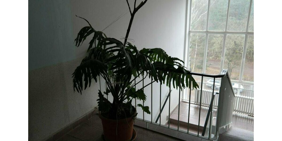 Gewerbeobjekt Oranienbaum-Wörlitz Wörlitz - 70&euro; | Angebot:9509441