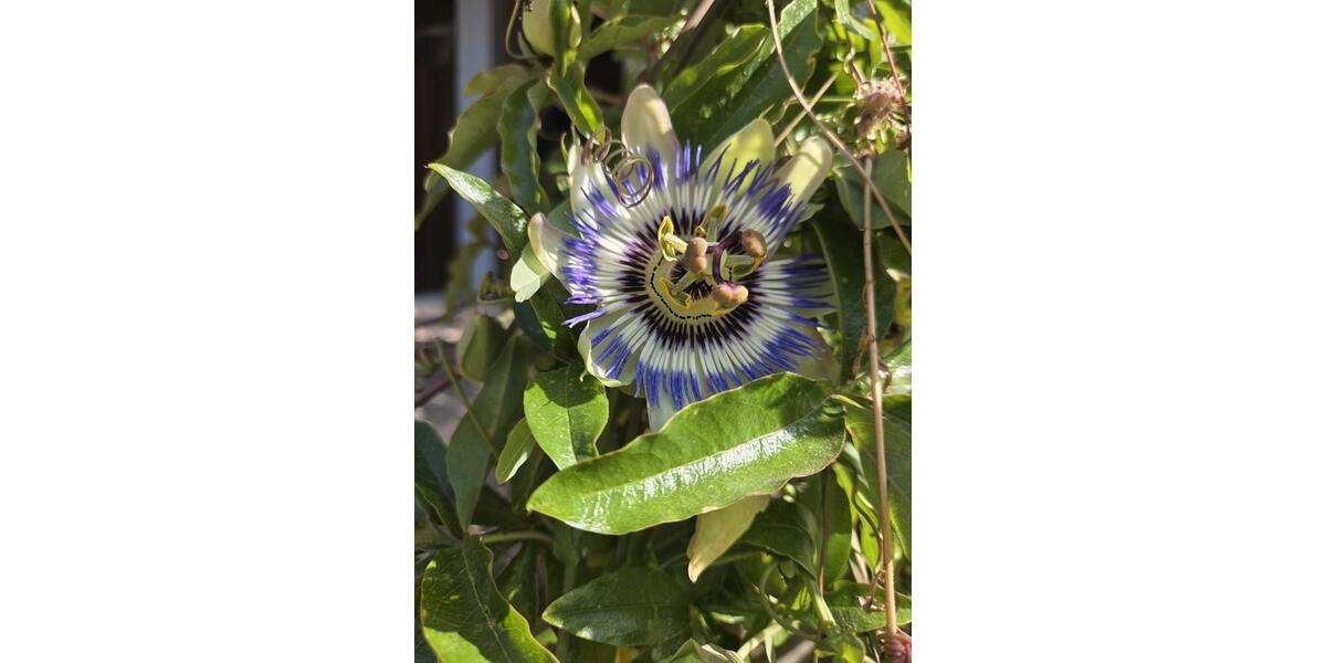 Hochparterre Bismark (Altmark) - 2 Zimmer, 80 m&sup2;, 500&euro; | Angebot:25906552