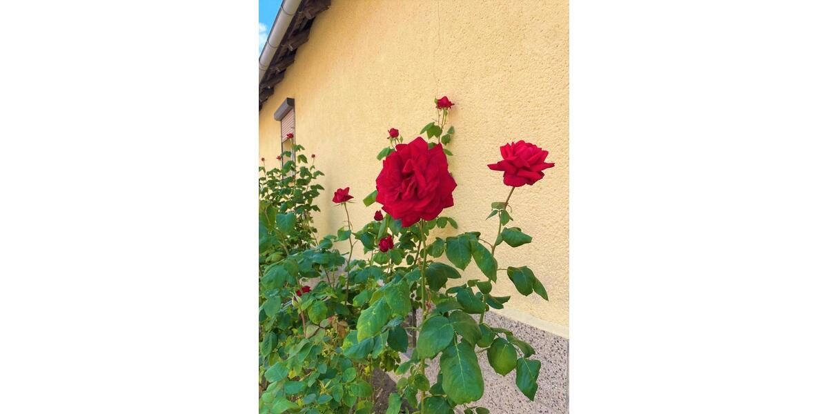 Etagenwohnung Annaburg - 3 Zimmer, 54 m&sup2;, 302&euro; | Angebot:24476765