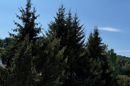 Wunderschöne 3 Zimmerwohnung mit Balkon JETZT verfügbar 3 zimmer