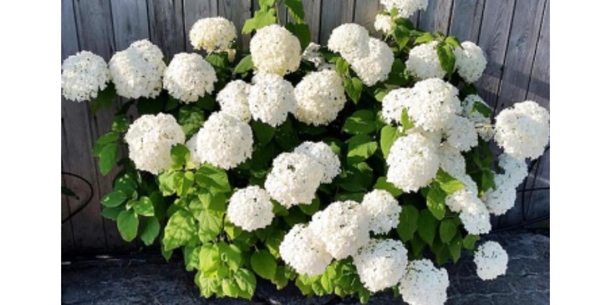 Erdgeschoßwohnung Bad Wiessee - 3.5 Zimmer, 100 m&sup2;, 2.480&euro; | Angebot:25293548