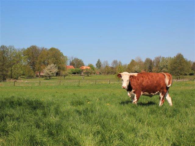 Dachgeschoßwohnung Altenmedingen - 2 Zimmer, 70 m&sup2;, 550&euro; | Angebot:26049248