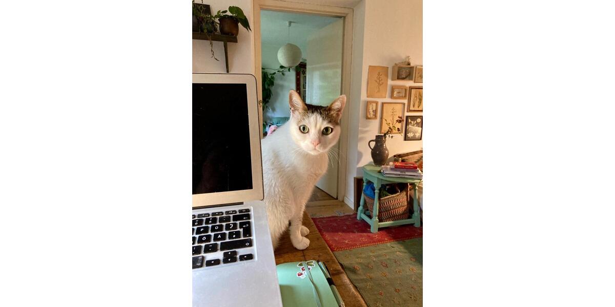 Wohnen auf Zeit Seefeld - 2 Zimmer, 30 m&sup2;, 450&euro; | Angebot:24664505