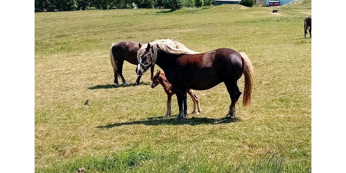 Einfamilienhaus Thale - 3 Zimmer, 50 m&sup2;, 60&euro; | Angebot:25045745