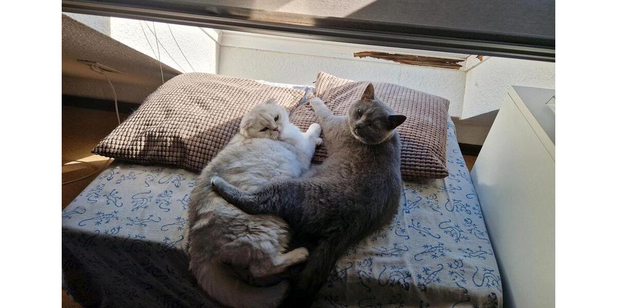 Zwischenvermietung 2 zimmer