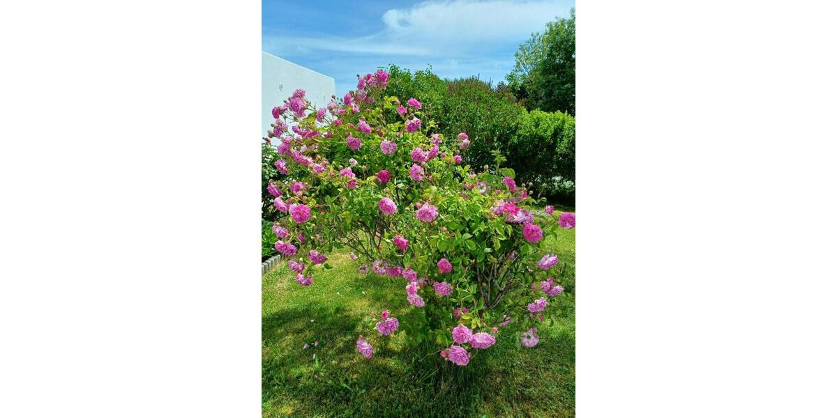 Doppelhaushälfte Reichertsheim - 4 Zimmer, 205 m&sup2;, 1.700&euro; | Angebot:24747839