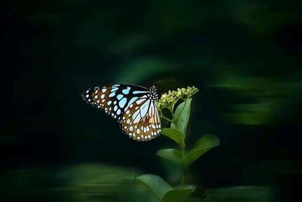 FeWo in Schwarzwald 3 zimmer