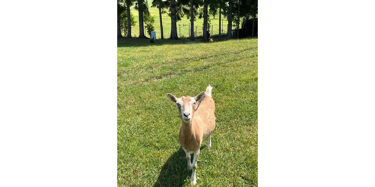 Untermieter Dietmannsried ab sofort 2 zimmer