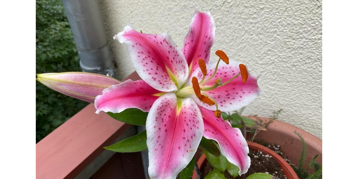 Erdgeschoßwohnung Leipzig Süd - 1 Zimmer, 36 m&sup2;, 500&euro; | Angebot:26011093