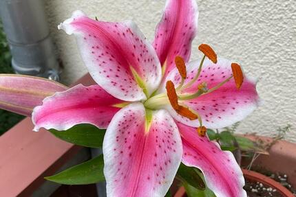 Wohnung Leipzig Süd - 1 Zimmer, 36 m&sup2;, 500&euro; | Angebot:26011093