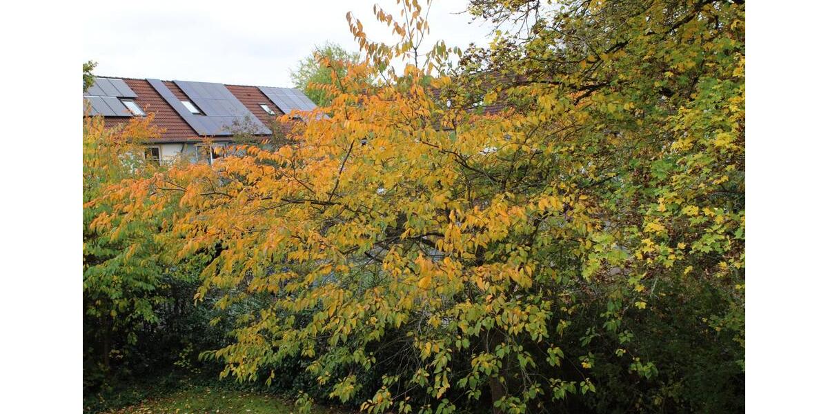 Gemütliches Studio zur Untermiete im Februar 1 zimmer