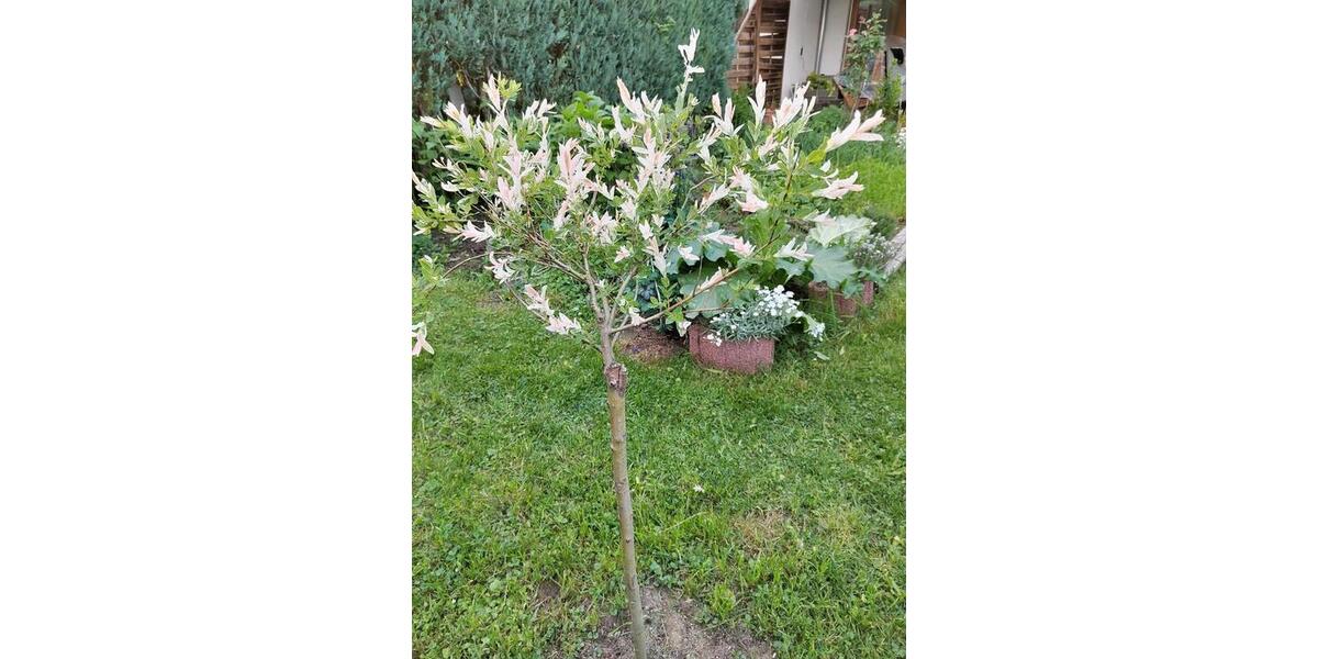 Reihenhaus Blaichach - 6 Zimmer, 130 m&sup2;, 1.800&euro; | Angebot:26017016