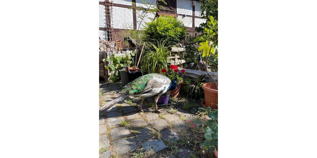 Etagenwohnung Ellrich - 2 Zimmer, 80 m&sup2;, 480&euro; | Angebot:26380522