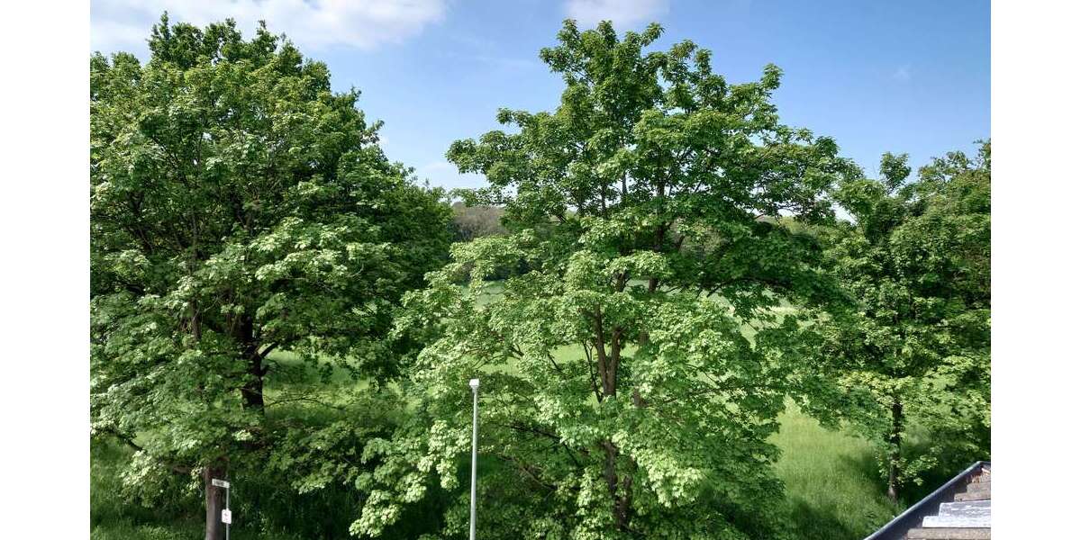 Etagenwohnung Krefeld Bockum - 3 Zimmer, 65 m&sup2;, 630&euro; | Angebot:24258560