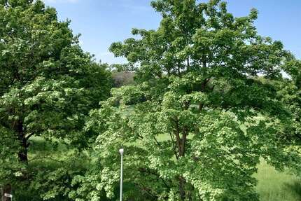 Wohnung Krefeld Bockum - 3 Zimmer, 65 m&sup2;, 630&euro; | Angebot:24258560