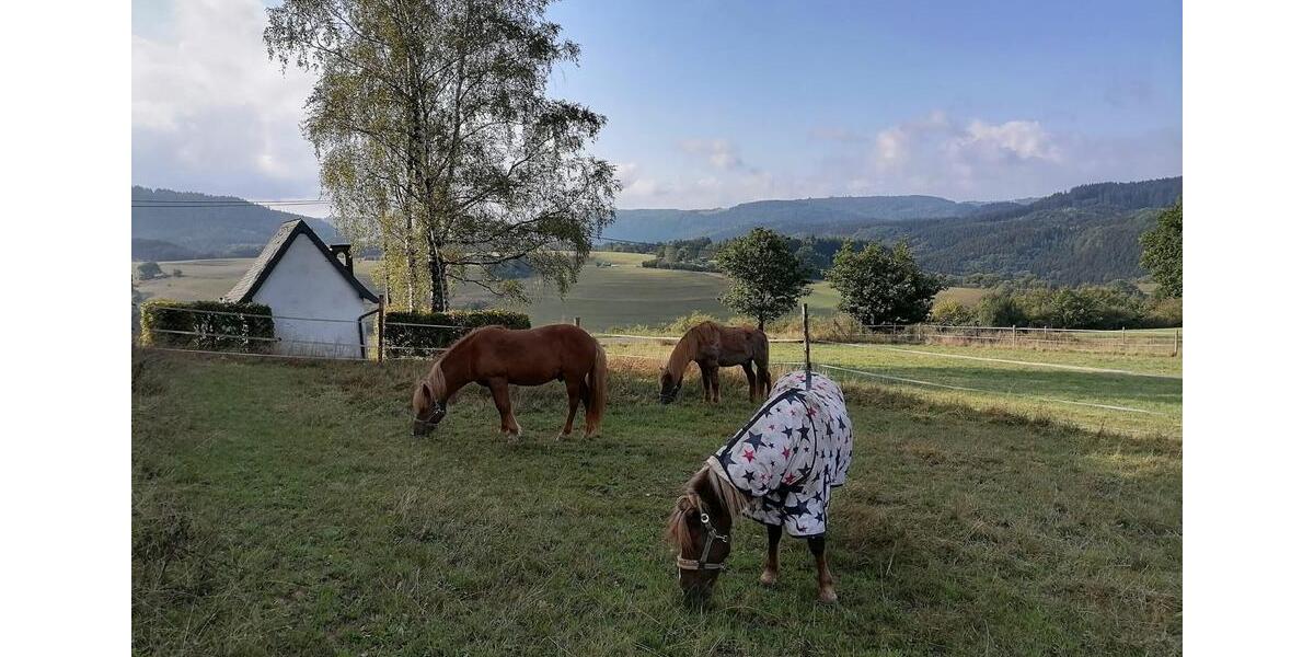 Etagenwohnung Pelm - 1 Zimmer, 16 m&sup2;, 450&euro; | Angebot:25323598