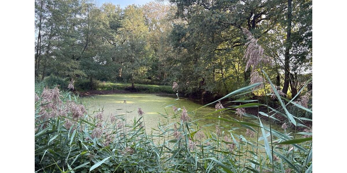 Fischteiche zu verpachten, Teich Pacht Wienhausen bei Celle zimmer