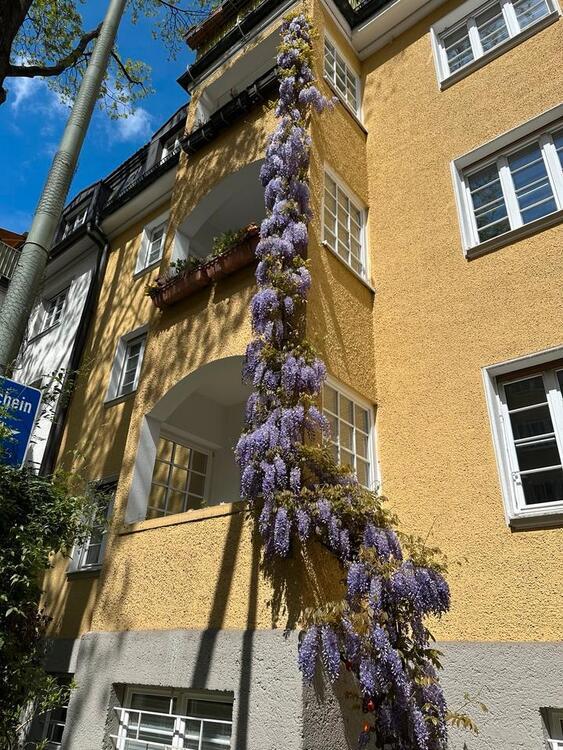 Praxisraum Nähe Rotkreuzplatz in HP Praxis zur Untermiete