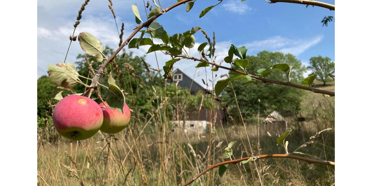 Erdgeschoßwohnung Klingenberg - 1 Zimmer, 40 m&sup2;, 200&euro; | Angebot:25311292