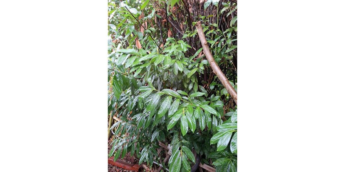 Erdgeschoßwohnung Kevelaer - 2 Zimmer, 68 m&sup2;, 598&euro; | Angebot:25125516