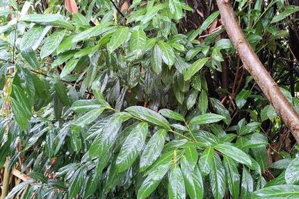 Wohnung Kevelaer - 2 Zimmer, 68 m&sup2;, 598&euro; | Angebot:25125516