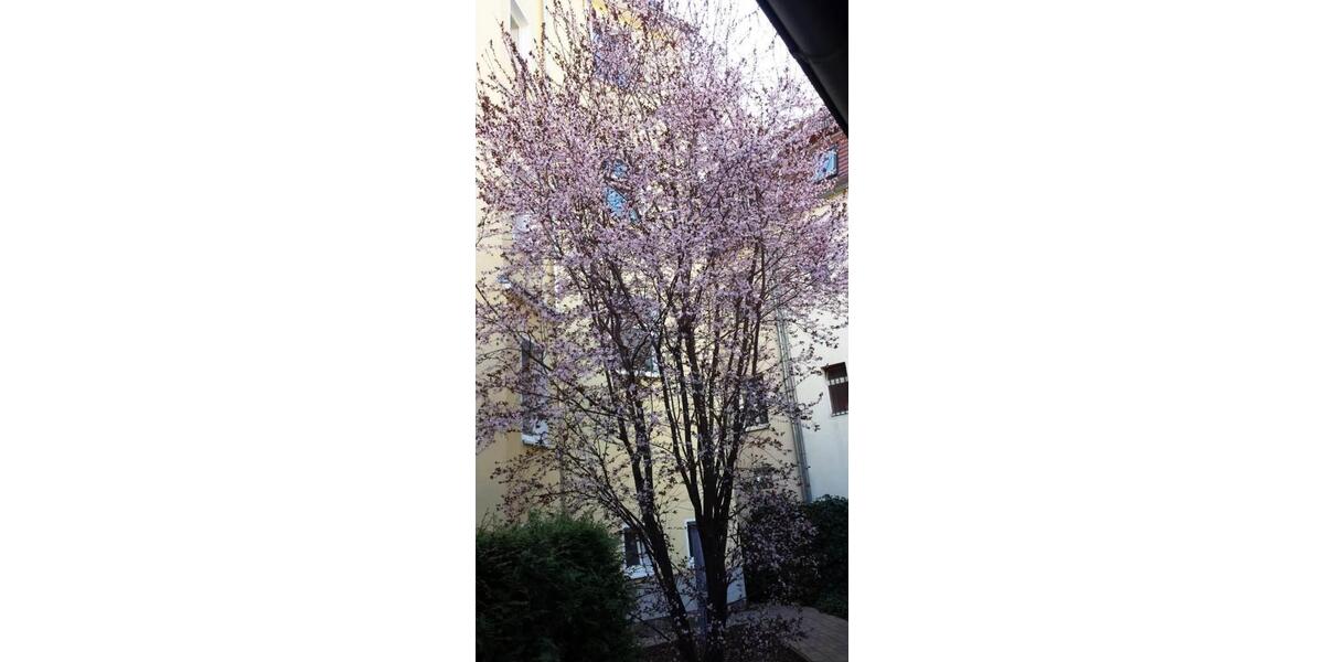 Etagenwohnung Zittau - 2 Zimmer, 36 m&sup2;, 324&euro; | Angebot:26049363