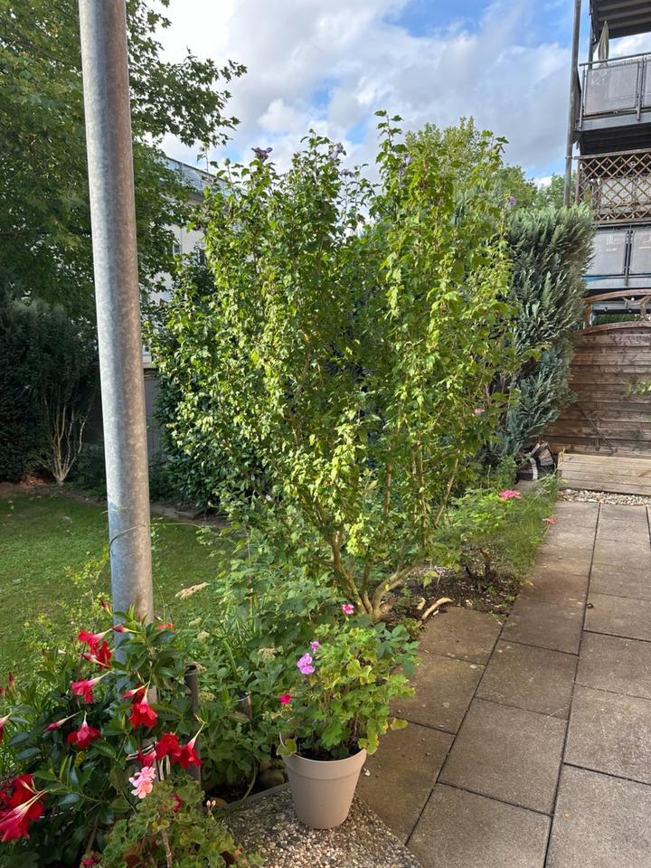 Helle 4,5-ZKB-Erdgeschoßwohnung mit Terrasse, Garten und Tiefgar