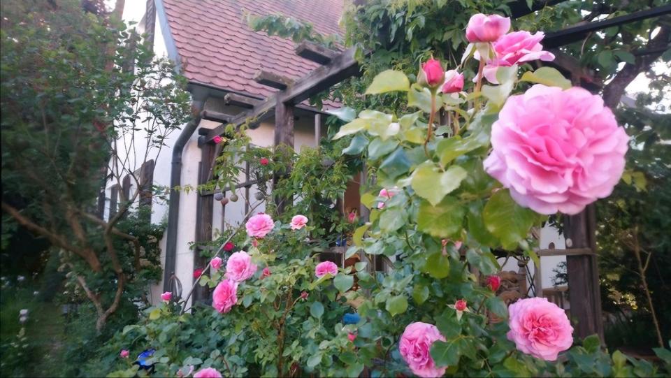 1 WG Zimmer in 120 m² Haus mit Zaubergarten 3 zimmer