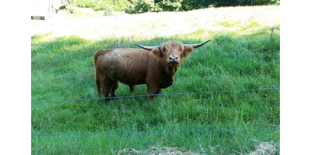 Etagenwohnung Gengenbach - 3 Zimmer, 93 m&sup2;, 630&euro; | Angebot:25045546