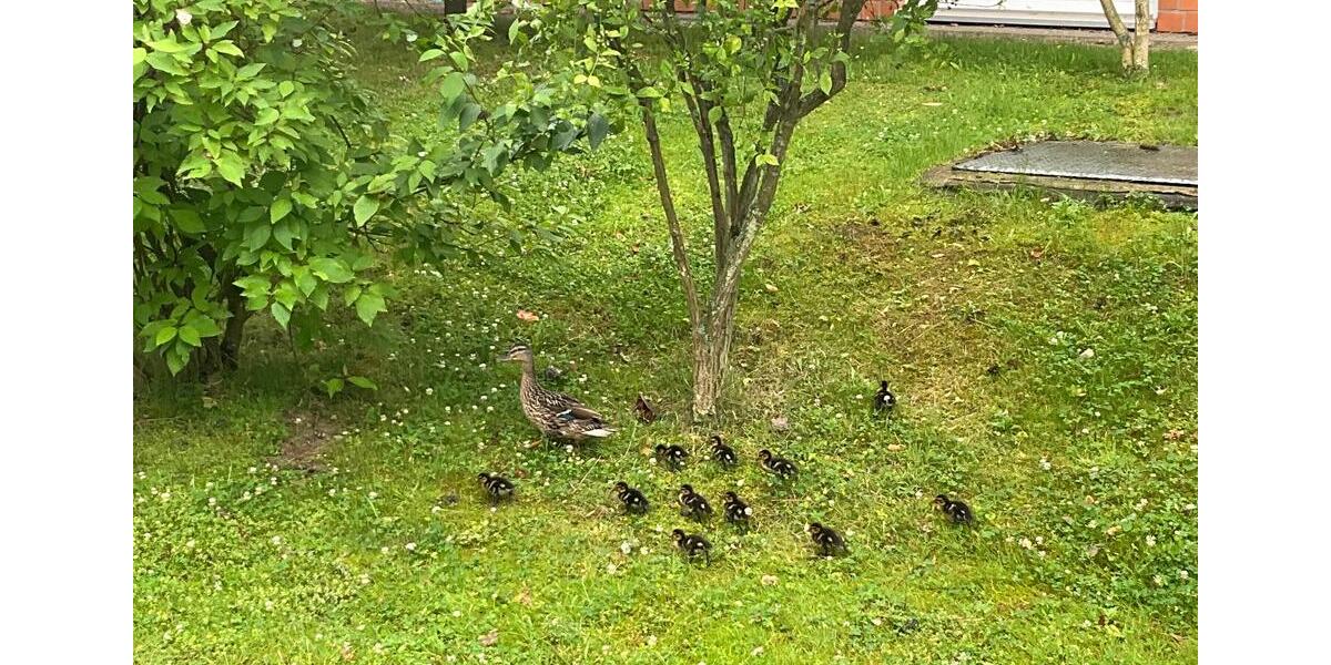 Erdgeschoßwohnung Grömitz - 2 Zimmer, 50 m&sup2;, 800&euro; | Angebot:24625100