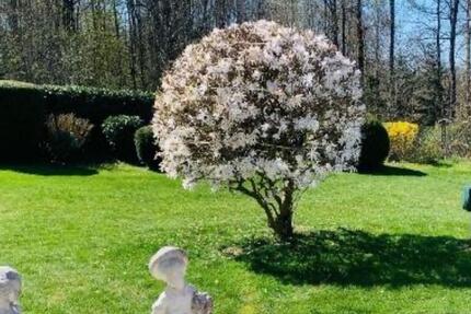 ✅ Wohnung f. hilfsbereite Mitbewohnerin respektvolles Miteinander zimmer