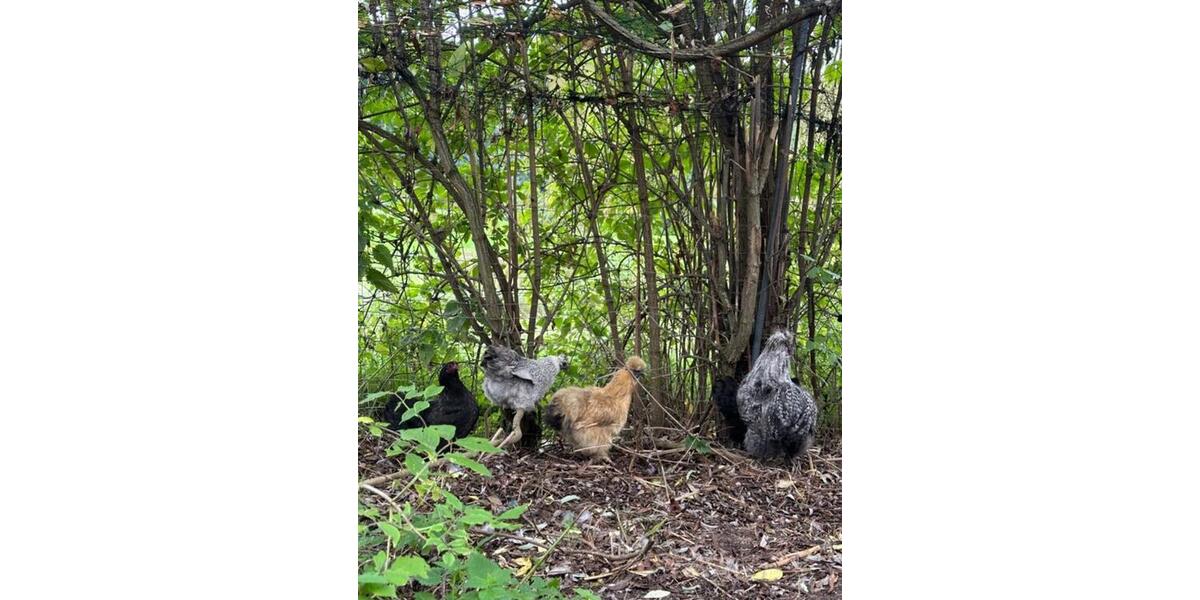 Wohnen auf Zeit Bad Münder am Deister - 1 Zimmer, 32 m&sup2;, 500&euro; | Angebot:25378824