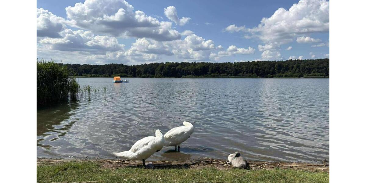 Wunderschöne 5 Zimmerwohnung in Strausberg Altstadt zu vermieten 5 zimmer