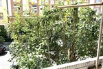Möblierte 3-Zimmer-Wohnung mit Südwest-Loggia in top Lage Schwabing-West - Etagenwohnung München / Schwabing-West West | Angebot:26999214