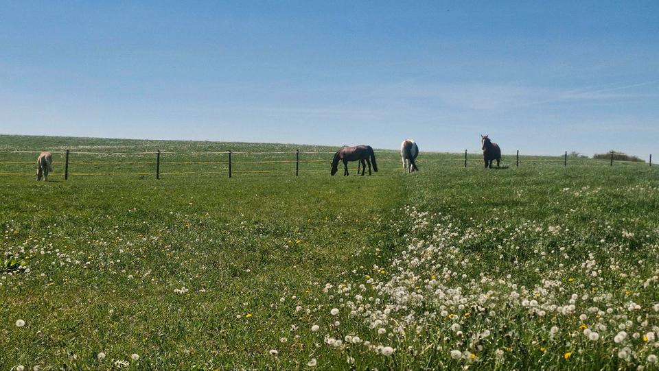 Etagenwohnung Gadebusch - 1 Zimmer, 92 m&sup2;, 850&euro; | Angebot:24741919