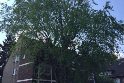 Wohnung Herne Baukau - 1 Zimmer, 25 m&sup2;, 250&euro; | Angebot:25208522