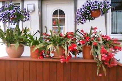 Wohnung Heringsdorf - 2 Zimmer, 40 m&sup2;, 70&euro; | Angebot:25996027