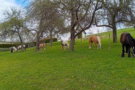 Übergangswohnung, wohnen auf Zeit, Wohnung möbliert ab 0226 2 zimmer