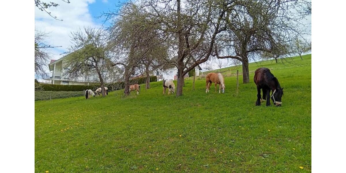 Übergangswohnung, wohnen auf Zeit, Wohnung möbliert ab 0226 2 zimmer
