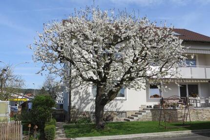 Wohnung Pfreimd - 5 Zimmer, 100 m&sup2;, 750&euro; | Angebot:24398119