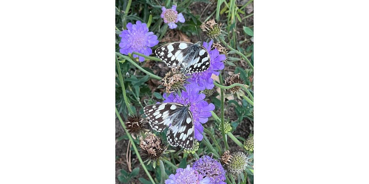 Wohnen auf Zeit Nauen - 1 Zimmer, 16 m&sup2;, 800&euro; | Angebot:24523677