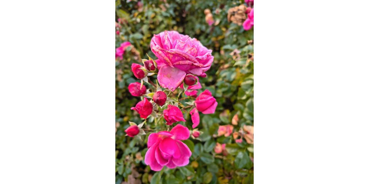 Wohnen auf Zeit Bad Salzuflen - 1 Zimmer, 14 m&sup2;, 810&euro; | Angebot:26250590