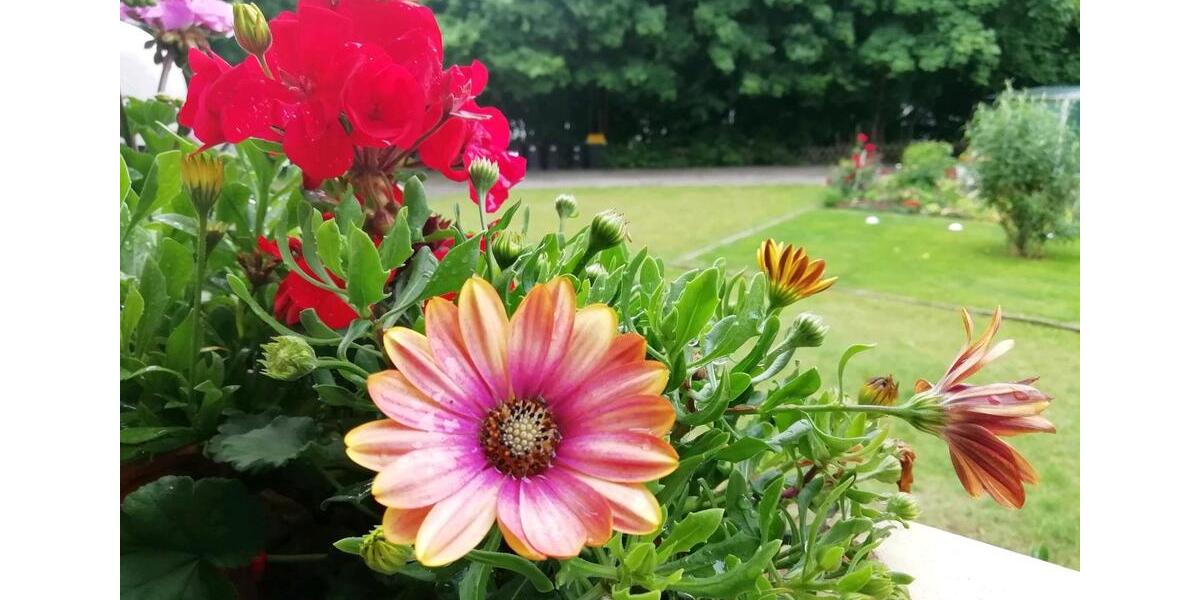 Hochparterre Bremen Blumenthal - 3 Zimmer, 70 m&sup2;, 800&euro; | Angebot:25254040