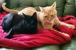 2 Zimmer in 3er-WG – Bonn Altstadt EG Altbau – 22 qm – plus Katze
