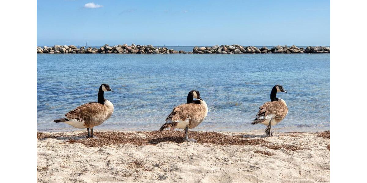 Wohnen auf Zeit Kiel - 1 Zimmer, 28 m&sup2;, 1.350&euro; | Angebot:25760289