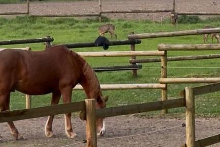 Haus Greven - 2 Zimmer, 58 m&sup2;, 550&euro; | Angebot:26234306