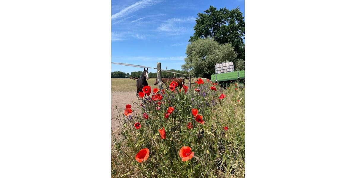 Hochparterre Dessau-Roßlau Brambach - 1 Zimmer, 63 m&sup2;, 335&euro; | Angebot:26049080